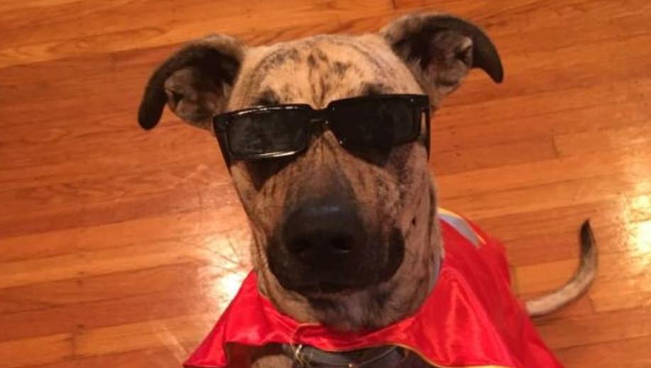 Pic of the Litter: Frank